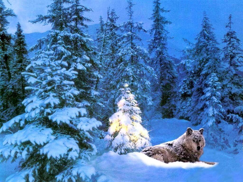 волки в зимнем лесу без смс